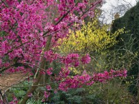 Prunus 'Collingwood Ingram'  in flower March Spring