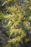 Acacia rubida, shrub, April 