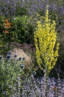 Verbascum olympicum stands tall amidst other perennials and grasses