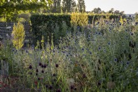 Echinops ritro 'Veitch's Blue' and Verbascum olympicum in a late summer dry garden border