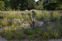 Bee friendly clumps of Lavender and other herbs surround an olive tree in late summer informal beds