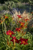 Hemerocallis 'Stafford' in late summer dry garden borders