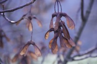 Acer pseudoplatanus fruits  - Sycamore Tree - Autumn