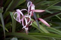 Crinum asiaticum - Spider lily - growing in St Lucia in Spring