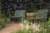 Metal seats with a backdrop of a copper beech hedge. Gaura lindheimeri in foreground - designer Lucy Taylor - The Traditional Townhouse Garden -  RHS Hampton Court Palace Garden Festival.