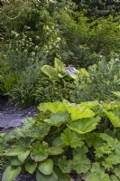 Hosta 'Devon Green', Alchemilla mollis, and Darmera peltata in a green foliage border - Cancer Research UK Legacy Garden - designer Paul Hervey-Brookes - RHS Hampton Court Flower Palace Garden Festival 2023.