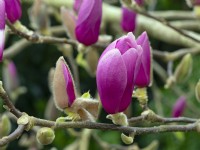 Magnolia 'Apollo' opening  flowers in mid March