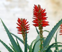  Aloe arborescens flowering in greenhouse Winter Norfolk