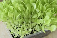 Lactuca sativa  'Gustav's Salad'  Lettuce seedlings after some cut for young salad leaves  September