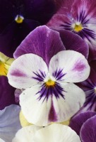 Viola x wittrockiana  Cool Wave Series  Pansy  Picked flowerheads 
 November