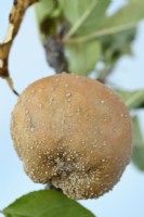 Mouldy and rotten apple  Malus domestica  August
