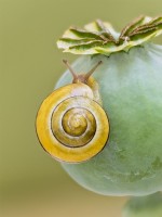 Cepea hortensis - White-lipped banded snail on poppy seedhead