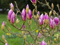 Magnolia x soulangeana 'Lennei'   buds about to open  Spring Late March