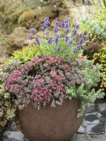 A mixed of succulents such as sedums in a container with Lavendula angustifolia and Euphorbia, autumn October