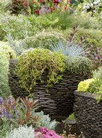 Fall planting in plant container with Sedum and Festuca, autumn October