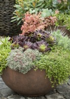 Fall planting in plant container with Echeveria and Sedum, autumn October