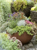 Fall planting in plant container with Sedum, Leucophyta and Lavandula, autumn October