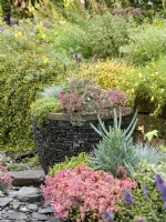 Silver-leaved succulents with pink sedum and a mix of other plants including lavender, autumn October