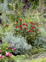 Red rose bush in a bed with silver foliage perennials such as Nepeta, Lavendula and succulents. Pink flowers of Mandevilla in foreground, autumn October