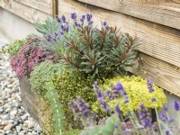 Wooden trough with a mix of interesting foliage perennials including, Festuca, dark-leaved Euphorbia, Muehlenbeckia complexa and mat-like sedums with flowering lavender, autumn October
