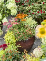 Pot with flowering perennials: Echinacea, Achillea and Coreopsis and foliage interest from Euphorbia and cascading Lysimachia nummularia, autumn October