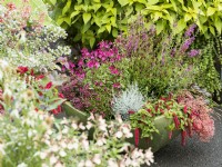 Shallow planter of mixed perennials including pink-flowered Salvia and Lythrum with silver foliage of Leucophyta brownii, cascading sedum and Acaphyla, autumn October