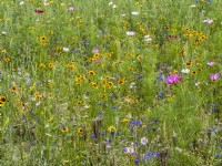 Flower meadow with annuals including yellow Coreopsis, blue Centaurea cyanus and Cosmos, summer August