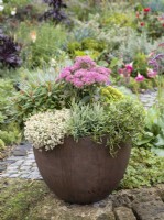 Mixed perennials including Euphorbia and pink-flowered sedum in a pot, autumn October