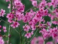 Prunus 'Collingwood Ingram'  in flower  March Spring