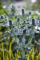 Eryngium giganteum, Miss Willmott's ghost, Perennial, June 