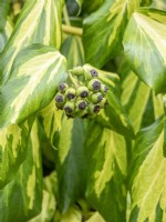 Hedera colchica 'Sulphur Heart'
Persian ivy