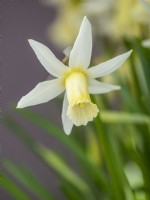 Narcissus 'Snipe'