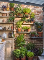 Herbs and vegetables growing in pots on shelves in outdoor kitchen against brick wall. The Savills Garden, Designer: Mark Gregory, RHS Chelsea Flower Show 2023, May, Spring, Summer