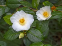 Camellia japonica 'Alba Simplex'   Spring Late March