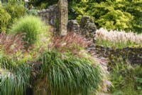 Autumn border with mixed grass including Miscanthus sinensis 'Sirene' 
