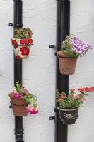 Decorative pots on drainpipes planted with summer bedding, July