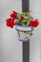 Red Begonia in decorative pot hanging on a drainpipe on a white wall, July