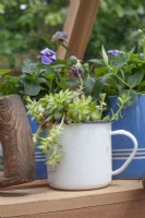 Enamel mug planted with succulents, July