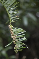 Cephalotaxus harringtonii ssp. drupacea, February