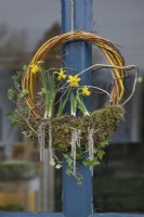 Spring wreath with daffodils and garrya eliptica, February