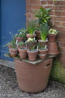 Arrangement of spring flowers in terracotta pots next to a blue door at Winterbourne Botanic Gardens, February