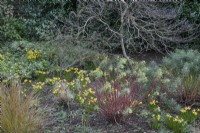 Winter border with 'Tete a Tete narcissus' and colourful euphorbia stems at Winterbourne Botanic Gardens, February