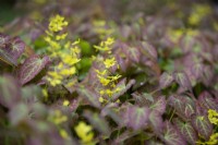 Epimedium perralchicum 'Frohnleiten', Evergreen Perennial, May 