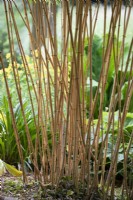 Phyllostachys aureosulcata f. aureocaulis, golden groove bamboo 'Aureocaulis', June