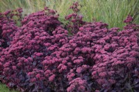 Hylotelephium telephium, Atropurpureum Group,  'Purple Emperor', Perennial, August 