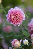 Rosa Jubilee Celebration 'Aushunter'PBR, English shrub rose, June 