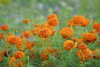Tagetes 'Orange Beast' - Marigolds - August