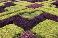 The quilt carpet of Iresine herbstii hedges in the Madeira Botanical Gardens. Summer. 