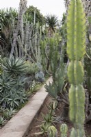 A thin path cuts through the succulent and cactus garden in the Madeira Botanical gardens. Summer. 