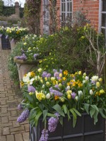 Flowering Hyacinths; Wall flowers and Tulips in container pots March  Spring